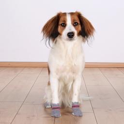 Grå smarte hunde sokker